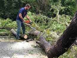 Best Storm Damage Tree Cleanup  in Ketchikan, AK