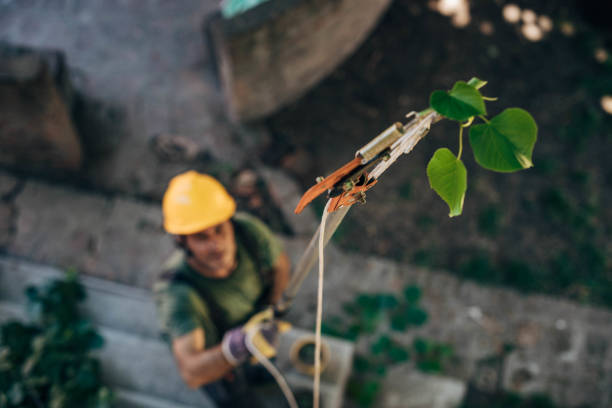 Leaf Removal in Ketchikan, AK