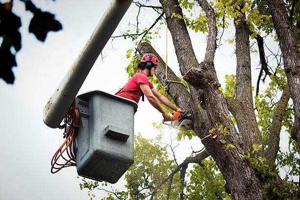 Best Arborist Consultation Services  in Ketchikan, AK